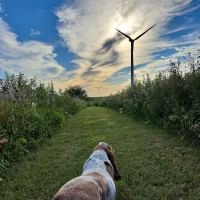 Wyoming Veterinary Services PLLC ico