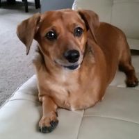 Kewanee Veterinary Clinic ico