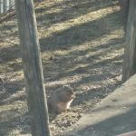 Sauk Trail Animal Hospital