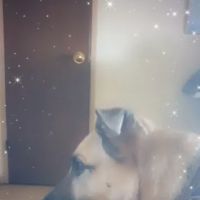 Lincoln School Veterinary Clinic ico