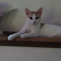 Orangeville Animal Health Service ico