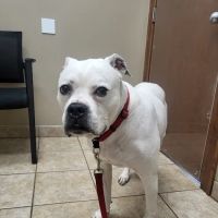Lake Geneva Animal Hospital ico