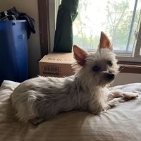 Animal Hospital of Union Grove ico