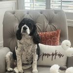 Willow Springs Veterinary Clinic
