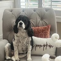 Willow Springs Veterinary Clinic ico