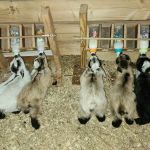 Stateline Veterinary Service Inc