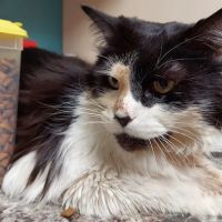 Clinton Veterinary Clinic ico