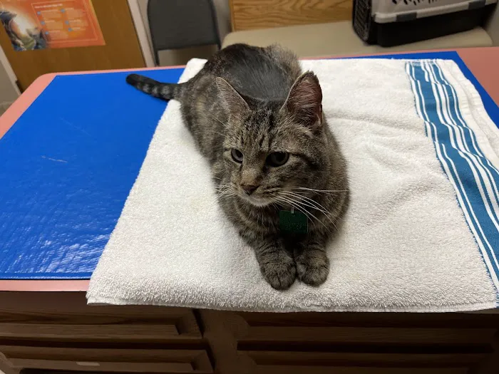 Animal Medical Clinic--North Picture 2