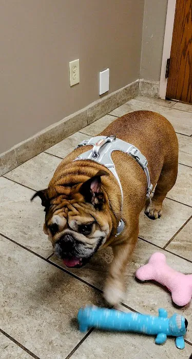 Animal Medical Clinic--North Picture 1