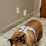 Animal Medical Clinic--North