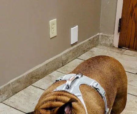 Animal Medical Clinic--North