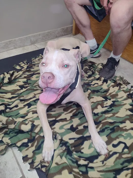 Animal Medical Clinic--North Picture 4