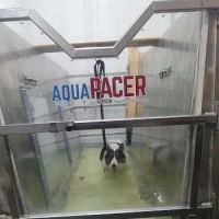 EQUINE & CANINE AQUATIC THERAPY ico