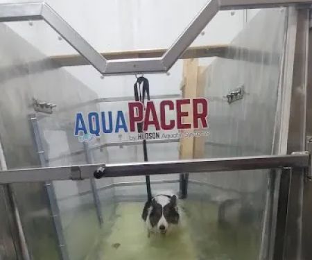 EQUINE & CANINE AQUATIC THERAPY