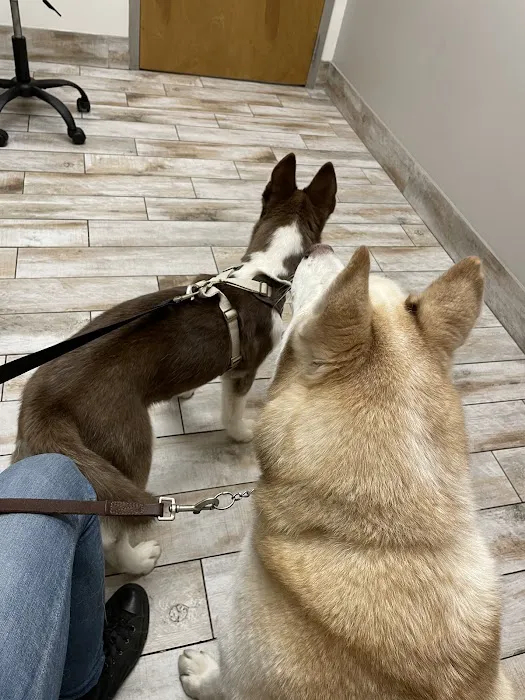 Companion Animal Hospital Kenosha Picture 3