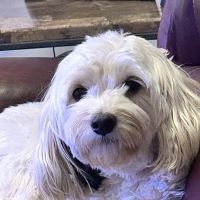 Companion Animal Hospital Kenosha ico