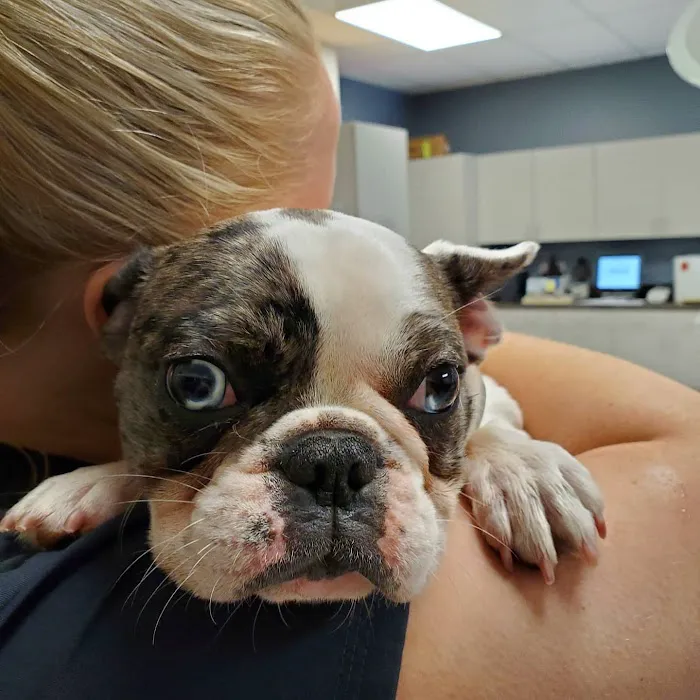 Companion Animal Hospital Kenosha Picture 6