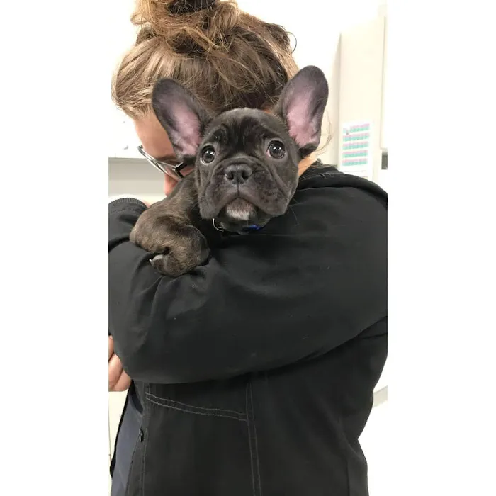 Companion Animal Hospital Kenosha Picture 7
