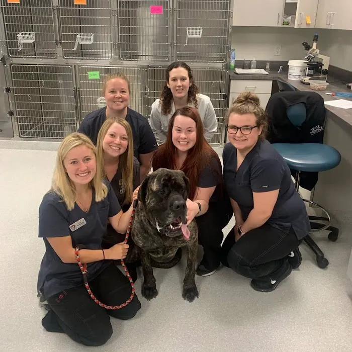Companion Animal Hospital Kenosha Picture 5