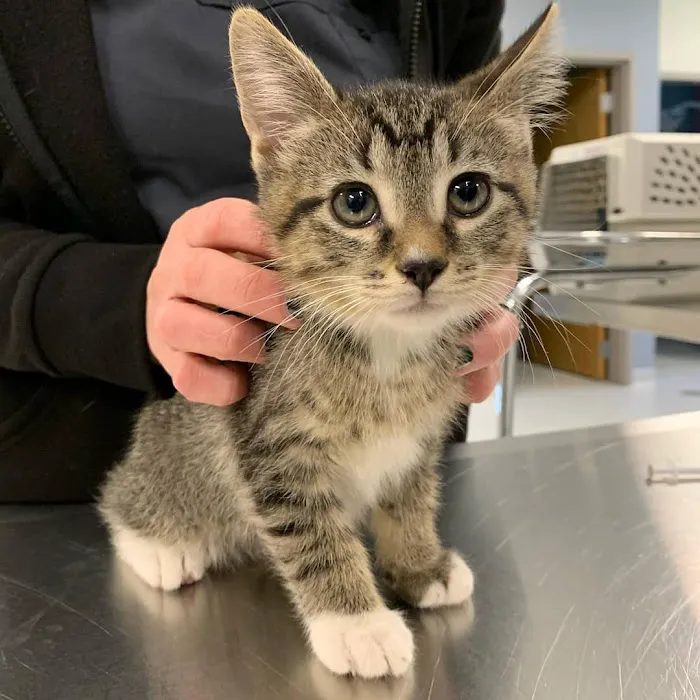Companion Animal Hospital Kenosha Picture 8