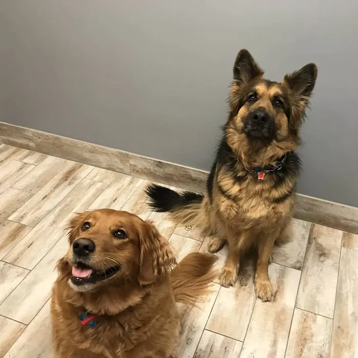Companion Animal Hospital Kenosha Picture 10