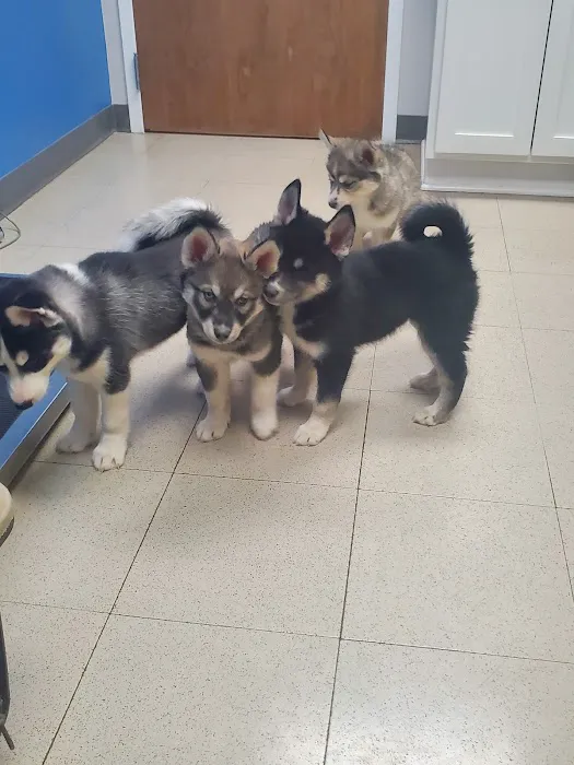 Northside Animal Hospital Picture 1