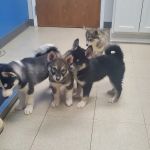 Northside Animal Hospital