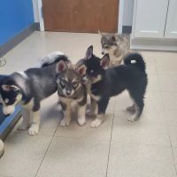 Northside Animal Hospital ico