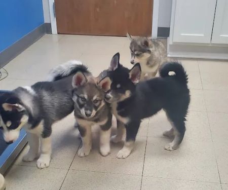 Northside Animal Hospital