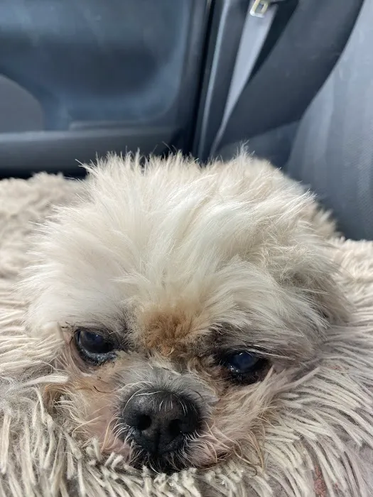 Northside Animal Hospital Picture 4