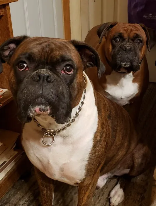 Racine Veterinary Hospital Inc Picture 4