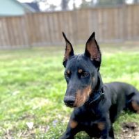 Livingston Animal Hospital ico