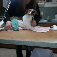 Arena Veterinary Clinic ico