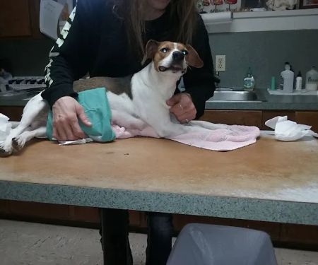 Arena Veterinary Clinic
