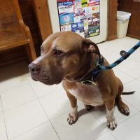Coldspring Veterinary Clinic ico
