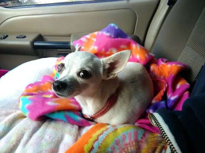 Welch Veterinary Hospital Picture 8
