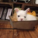 Flatonia Veterinary Clinic