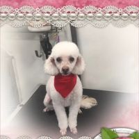 McAda Veterinary Clinic ico