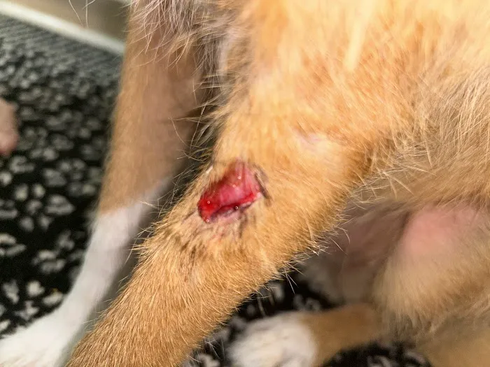 McAda Veterinary Clinic Picture 5