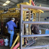 Hallettsville Veterinary Hospital ico