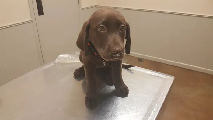 Hallettsville Veterinary Hospital Picture 3