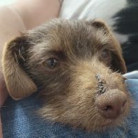 Smith Veterinary Hospital ico