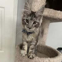 The Cat Doctor ico