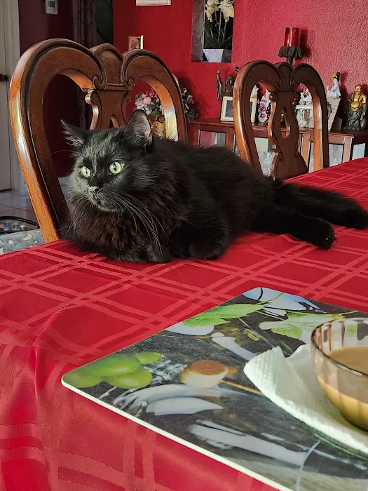The Cat Doctor Picture 2