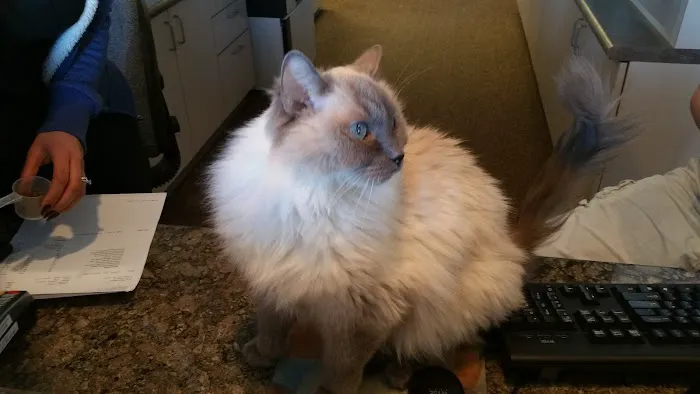 The Cat Doctor Picture 4