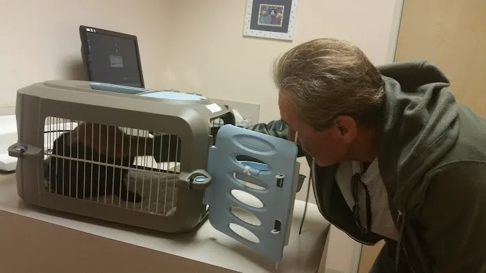 The Cat Doctor Picture 3