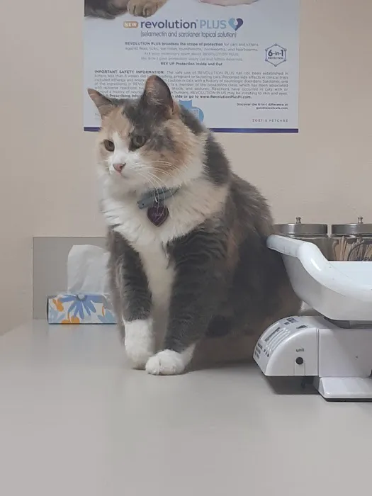 The Cat Doctor Picture 5