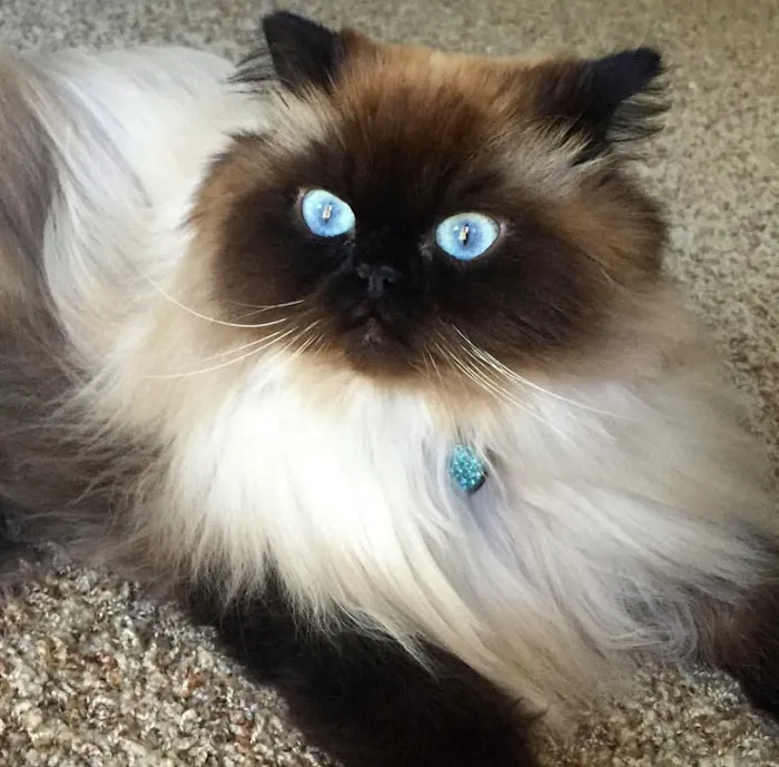 The Cat Doctor Picture 8