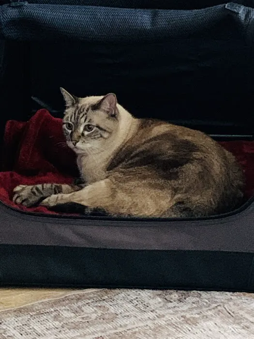 The Cat Doctor Picture 10