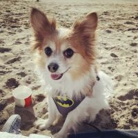 Animal Clinic of the Oaks ico
